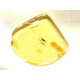 Amber with mosquito inclusion